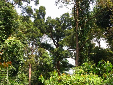Coastal rainforest canopy