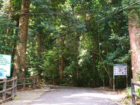 Tanjung Tuan forest reserve