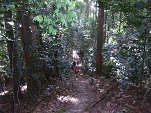 Rainforest trekking