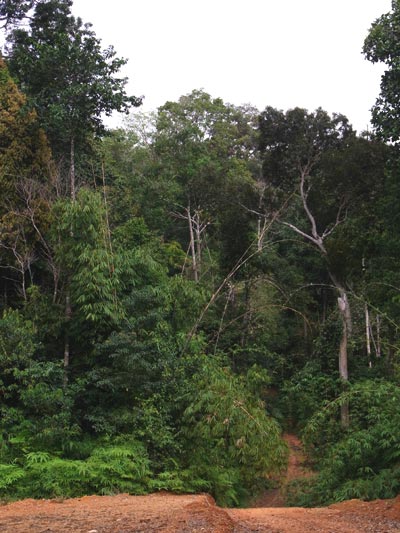 Logging tracks in Sungai Yu forest 