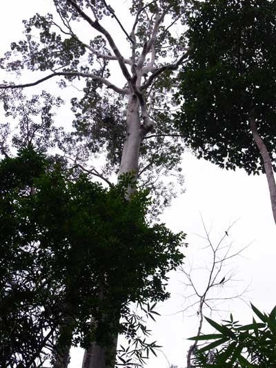 A medium sized tualang tree