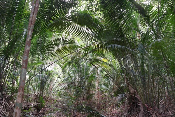 Bertam palm thicket