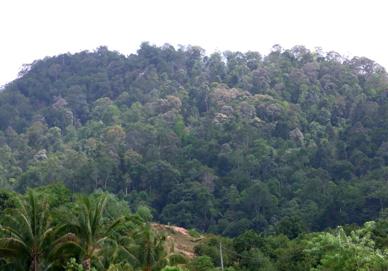 Hill dipterocarp forest in Negeri Sembilan