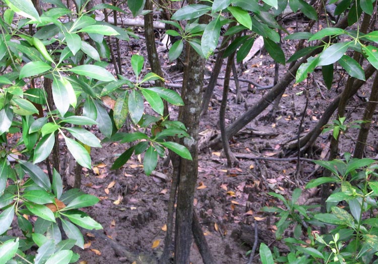 Mangrove forest understorey