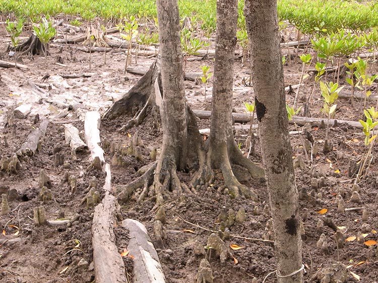 Pneumatophore roots