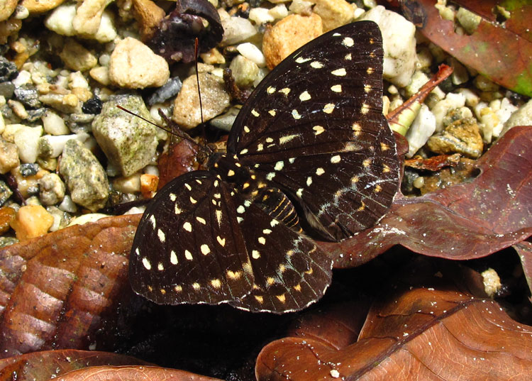 Female Archduke butterfly