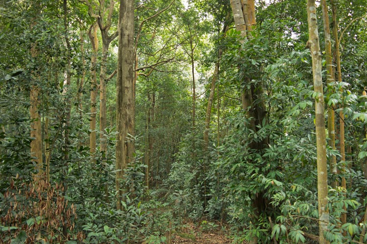 Interior of Ayer Hitam forest reserve, Puchong