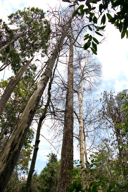 Dead trees in Puchong Ayer Hitam forest