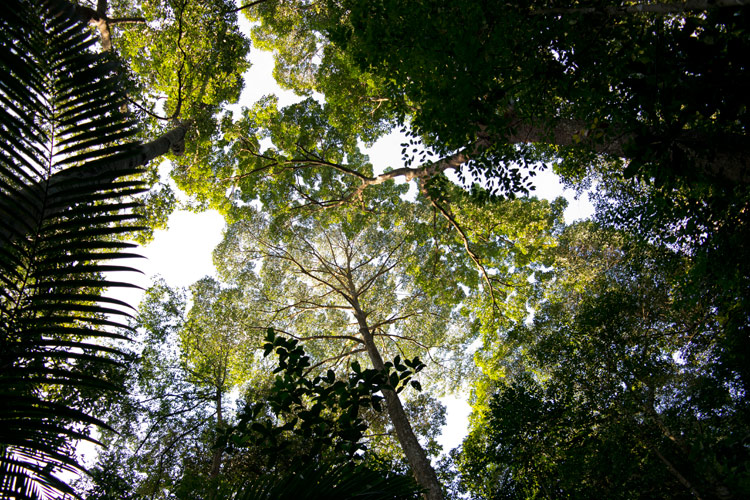 Puchong rainforest looking up
