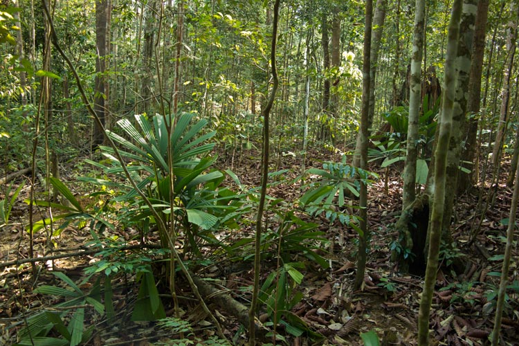Undergrowth of lowland rainforest