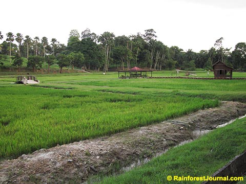 new paddy field