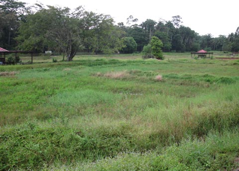 overgrown paddy field