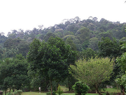 TBNSA primary forest