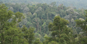 Dying forest in Bukit Cerakah