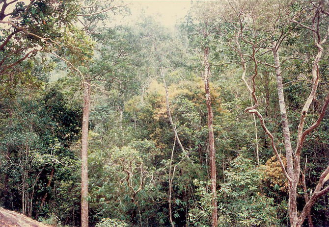 Forest around the Batu Kapal
