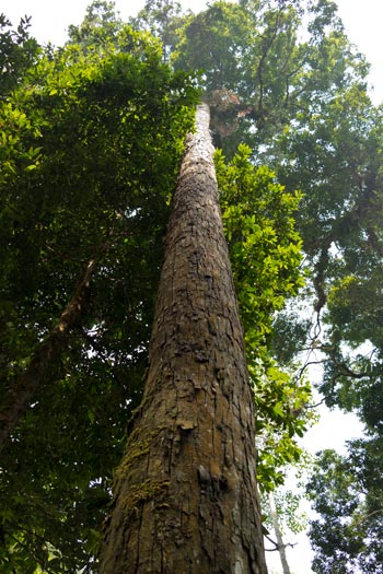 Chengal tree