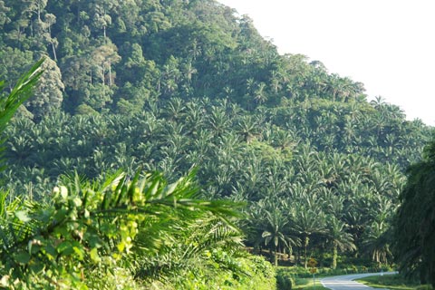 Oil palm threatening Gunung Pulai