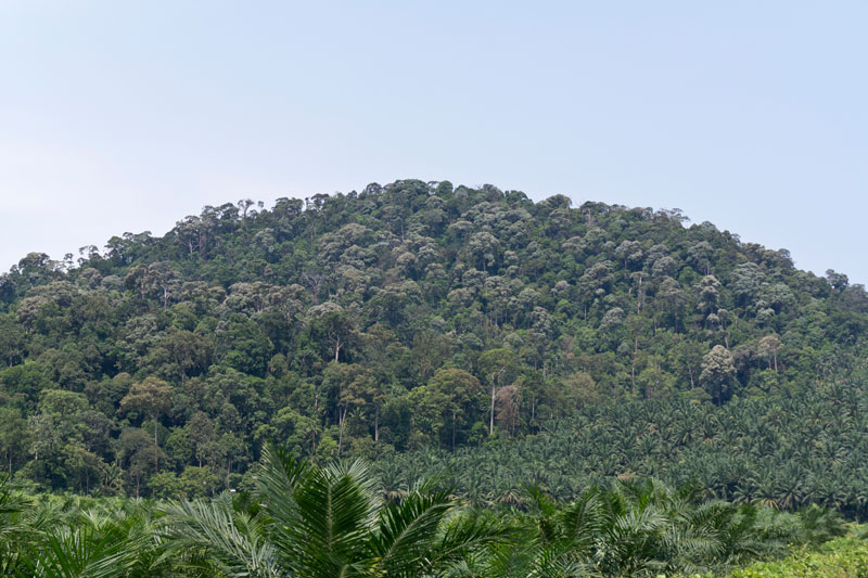 Primary rainforest