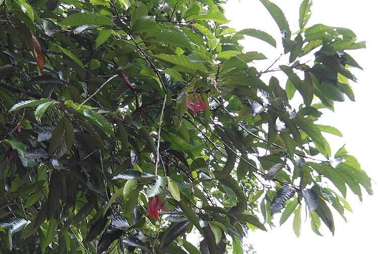 Neram leaves and fruits