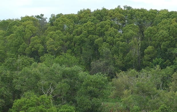 Avicenna-Bruguiera forest
