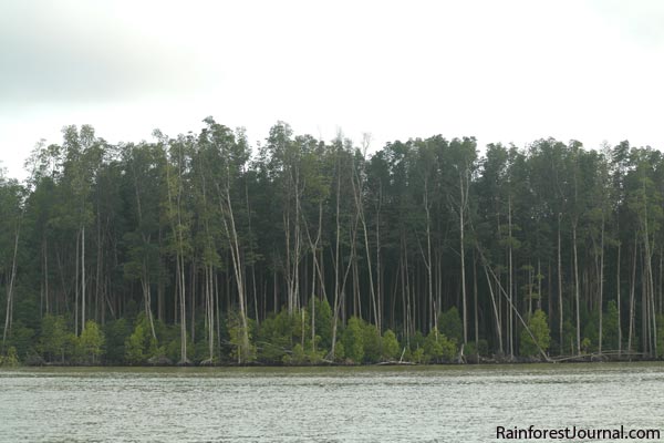 rhizophora forest