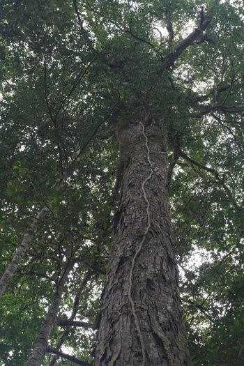 Chengal tree