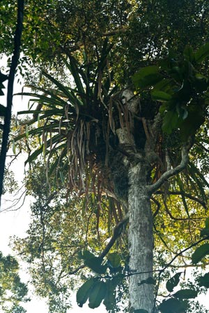 Pandanus epiphyticus