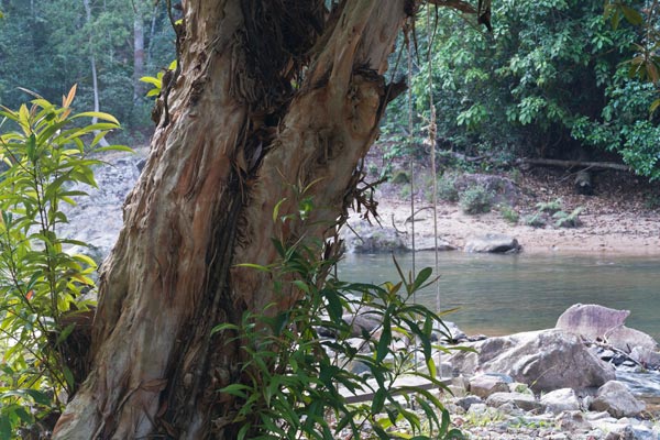 Pelawan tree by the Selai River