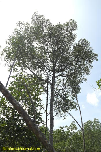 rhizophora apiculata tree