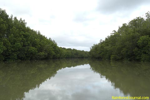 Upstream from Matang mangrove park jetty 