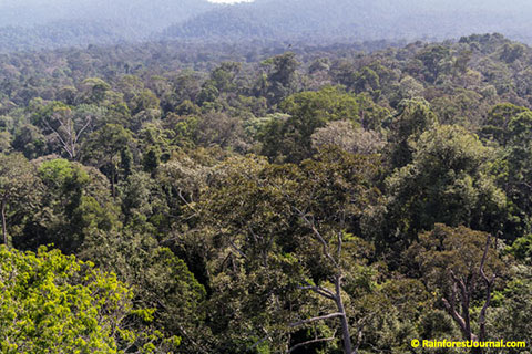 pasoh rainforest