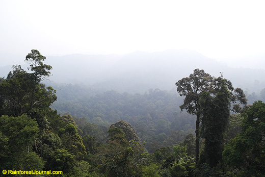 haze shrouded jungle
