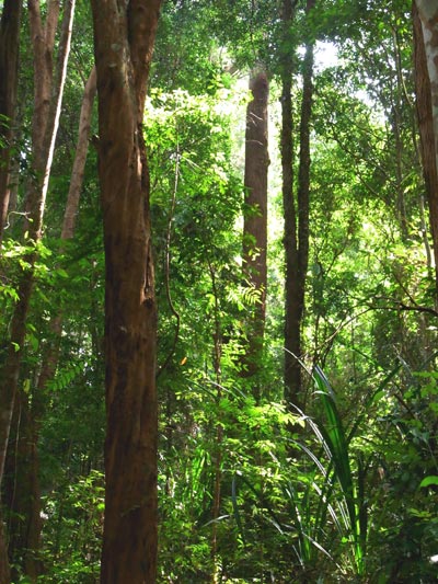 Interior of Tanjung Tuan forest reserve
