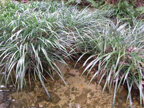 Stream vegetation