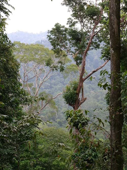 Dipterocarp forest of Sungai Yu