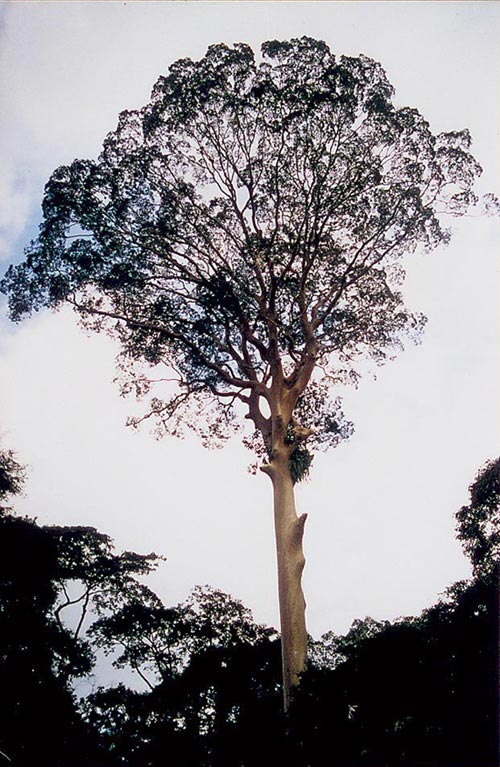 Tualang tree