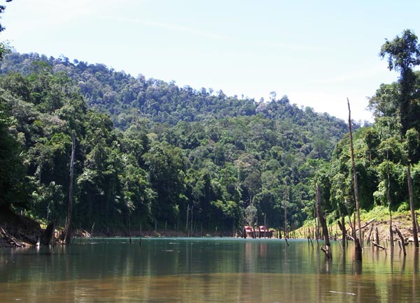 Sungai Petang brown-green water