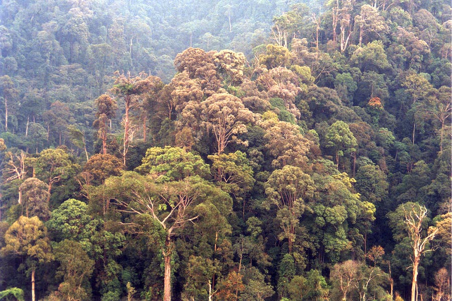 Hill dipterocarp forest
