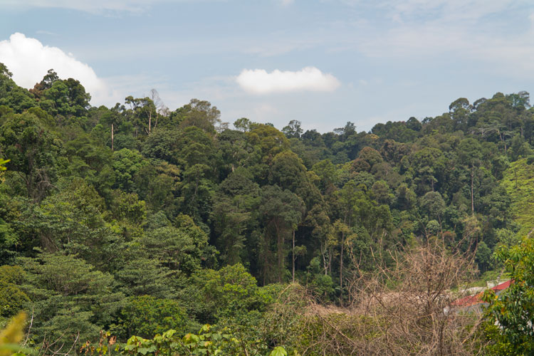 Ayer Hitam forest reserve in Puchong