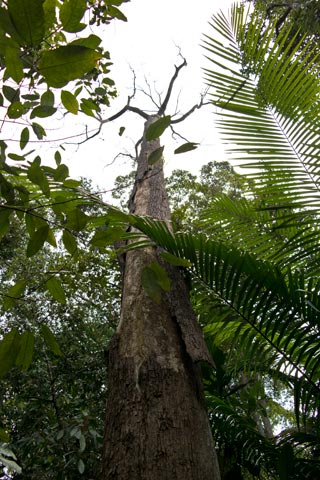 Dead tree in Puchong forest