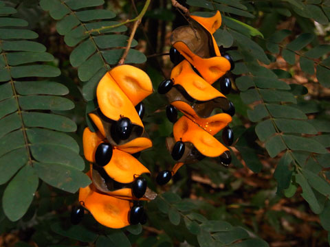 Orange seed pods with black seeds