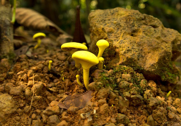 Bright yellow mushrooms