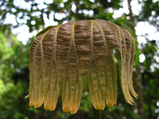 Dipteris conjugata new leaf
