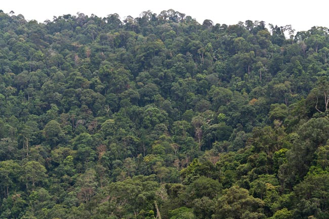 Secondary rainforest growth