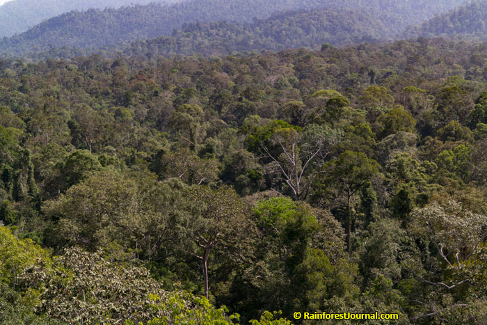 extreme primary lowland rainforest