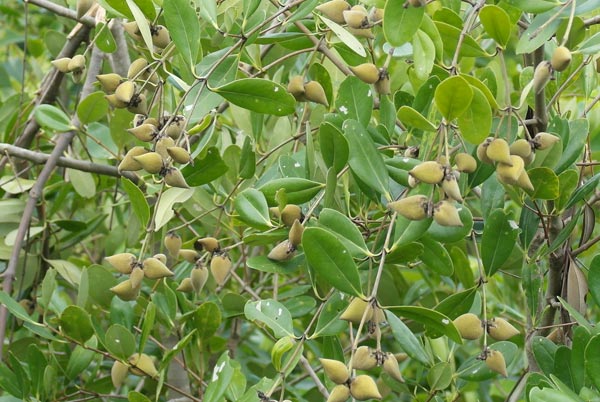 Avicennia officinalis fruits