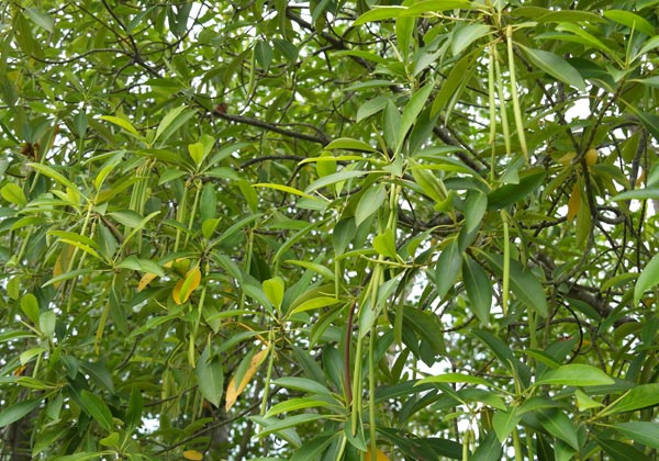 Bruguiera parviflora fruits