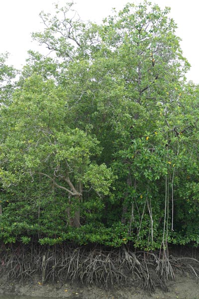 Rhizophora and Avicennia trees