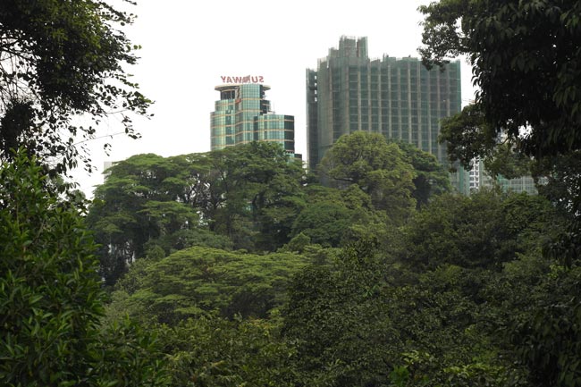 Bukit Nanas Forest Reserve