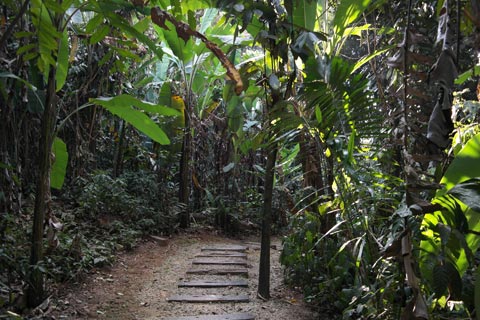 Suboh Trail
